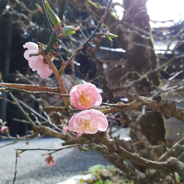 不動院に咲く花々