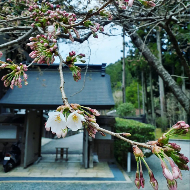 不動院に咲く花々