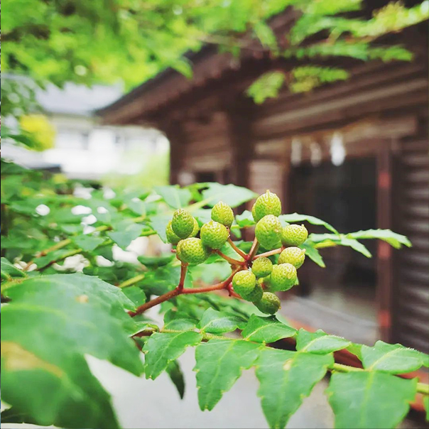 不動院に咲く花々