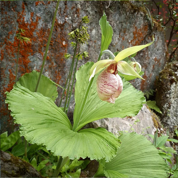 不動院に咲く花々