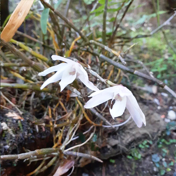 不動院に咲く花々