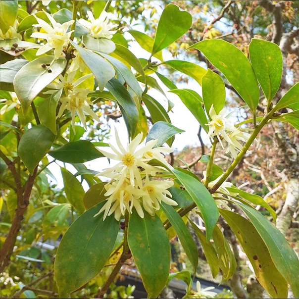 不動院に咲く花々