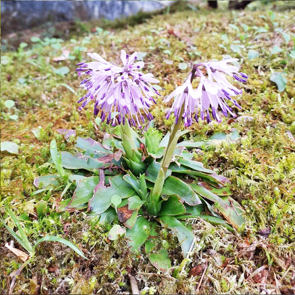 不動院に咲く花々