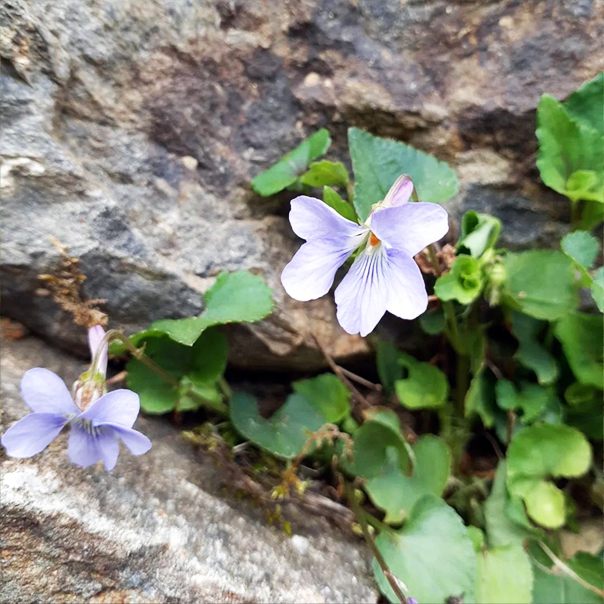 不動院に咲く花々