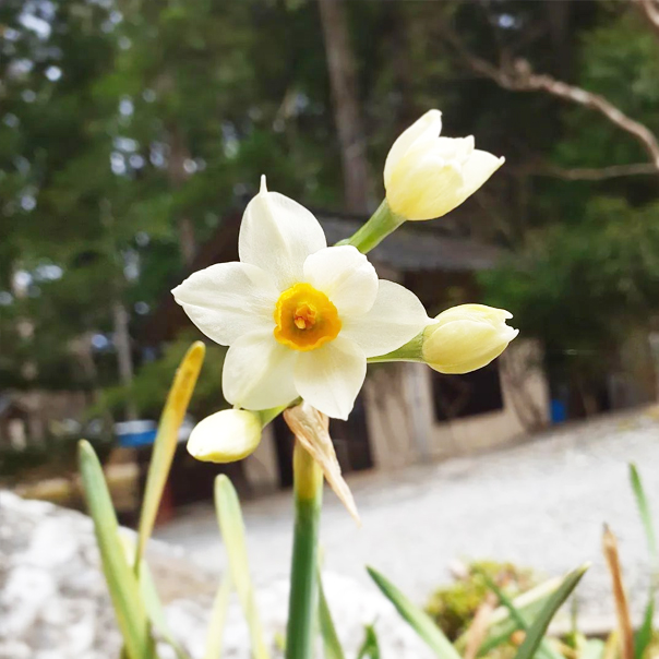 不動院に咲く花々