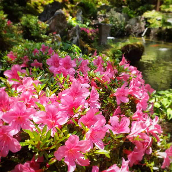 不動院に咲く花々