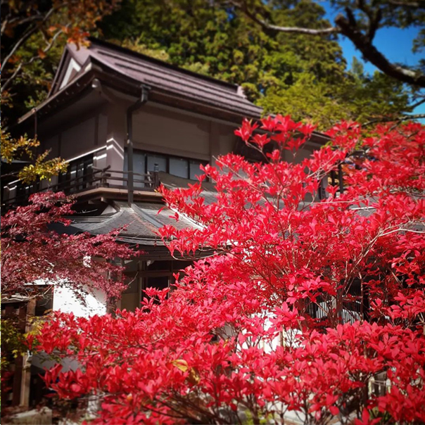 不動院に咲く花々