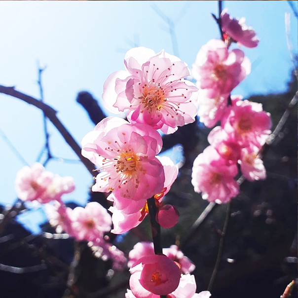 不動院に咲く花々